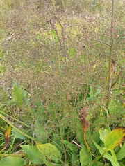 Alisma plantago-aquatica