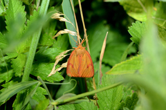 Diacrisia sannio