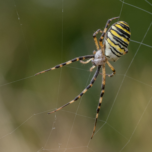 Wasp spider