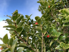 Ilex maximowicziana
