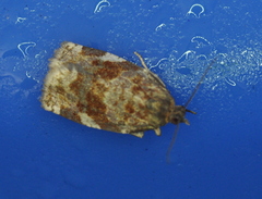 Archips argyrospila