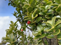 Ilex maximowicziana