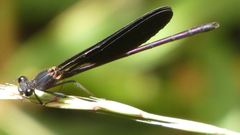 Calopteryx haemorrhoidalis