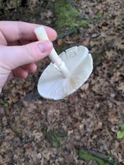 Amanita bisporigera