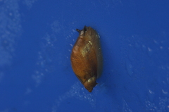 Succinea putris