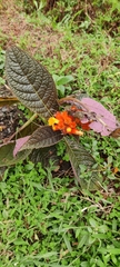 Chrysothemis pulchella