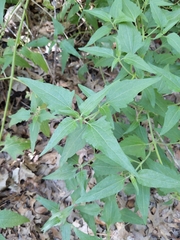 Chromolaena odorata