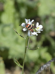 Zygaena fausta
