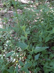 Chromolaena odorata