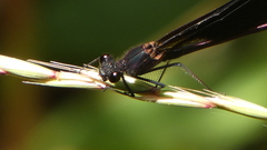 Calopteryx haemorrhoidalis