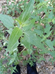 Chromolaena odorata