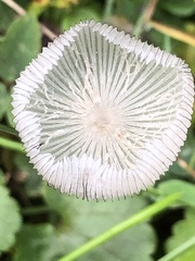 Coprinopsis lagopus