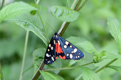 Callimorpha dominula