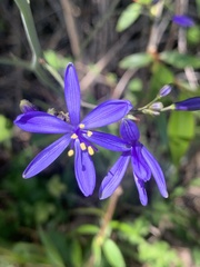 Pasithea caerulea