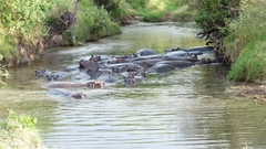 Hippopotamus amphibius