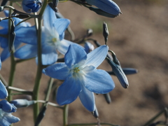 Zephyra elegans