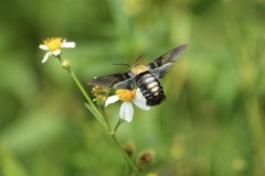 Sataspes tagalica