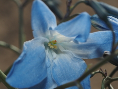 Zephyra elegans