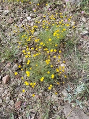 Thymophylla pentachaeta