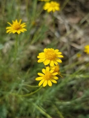 Thymophylla pentachaeta