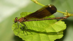 Calopteryx haemorrhoidalis