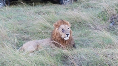 Panthera leo melanochaita