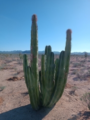 Lophocereus schottii