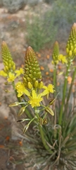 Bulbine abyssinica