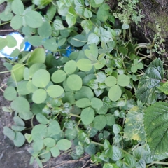 Arachis pintoi