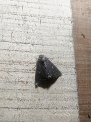 Condica illecta