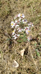 Symphyotrichum undulatum