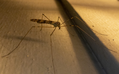 Metalimnobia cinctipes