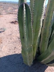Lophocereus schottii