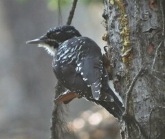 Picoides dorsalis