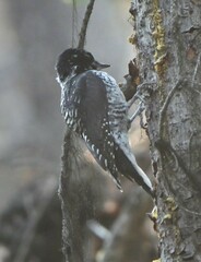 Picoides dorsalis