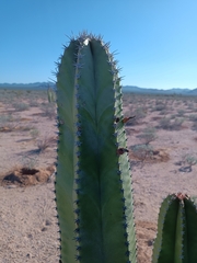 Lophocereus schottii