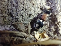 Ronisia barbarula