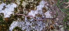 Anguis colchica