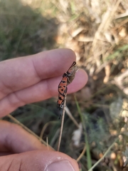 Zygaena hilaris