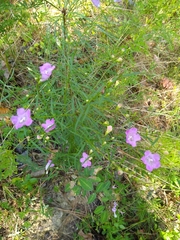 Agalinis purpurea