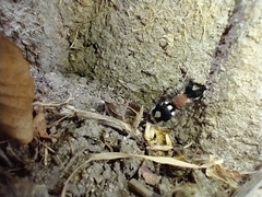 Ronisia barbarula