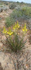 Bulbine abyssinica