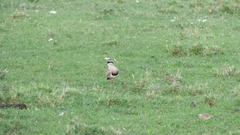Vanellus coronatus