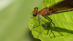 Calopteryx haemorrhoidalis