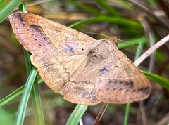 Anticarsia gemmatalis