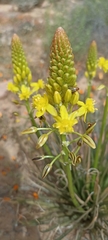 Bulbine abyssinica