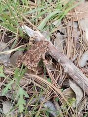 Incilius occidentalis