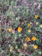 Xanthisma spinulosum