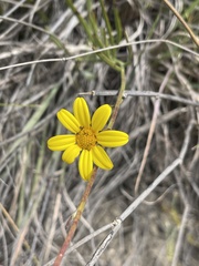 Osteospermum asperulum