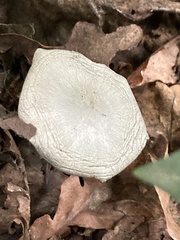 Clitocybe odora